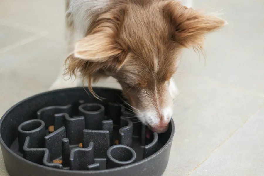 Slow Feeders Dog feeders